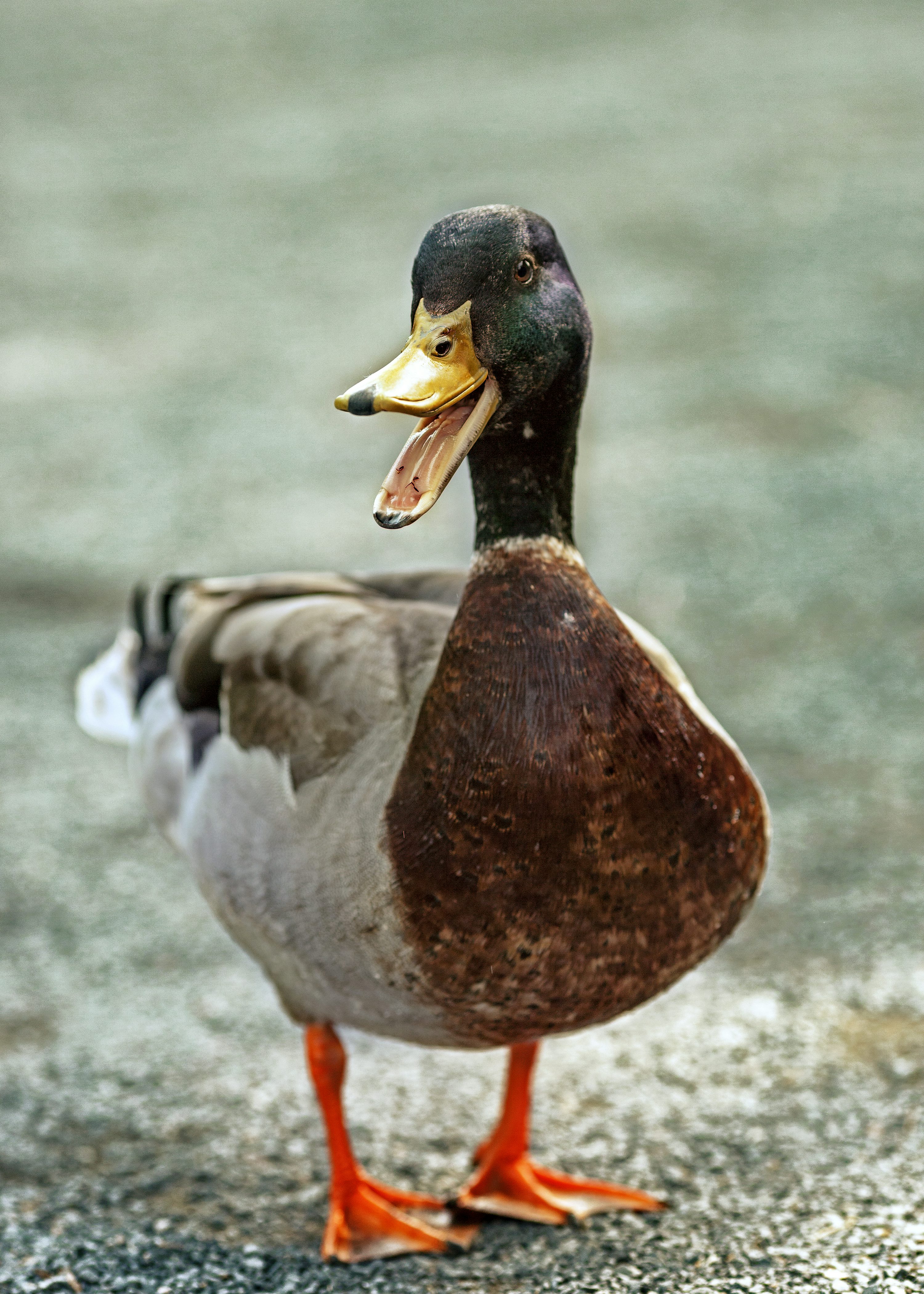 Canard mignon