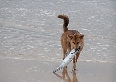 photo d'un dingo 