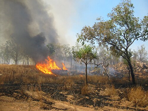 photo feu de forêt 