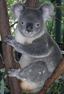 photo d'un koala mâle