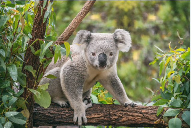 photo d'un beau koala 
