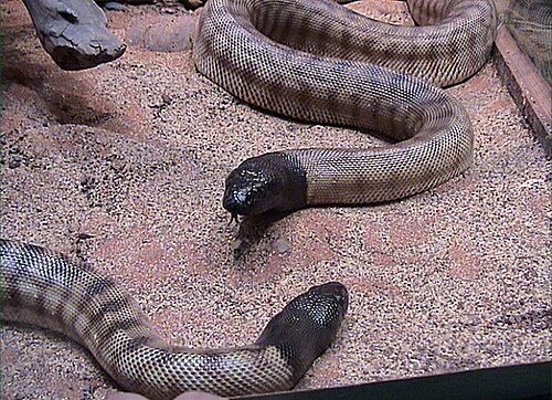 photo d'un python 
