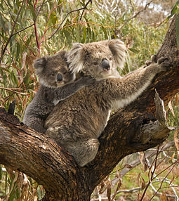 photo d'un koala et son enfant